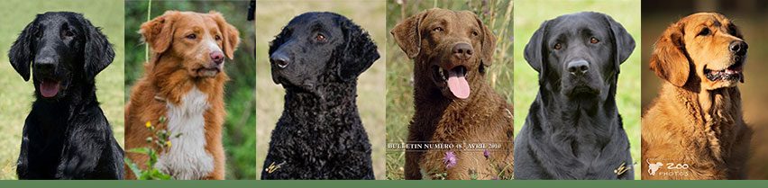 FRITE – Fabulous Retriever Intensive Training Education